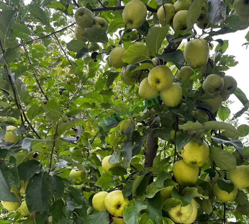 Isparta Eğirdir Elması