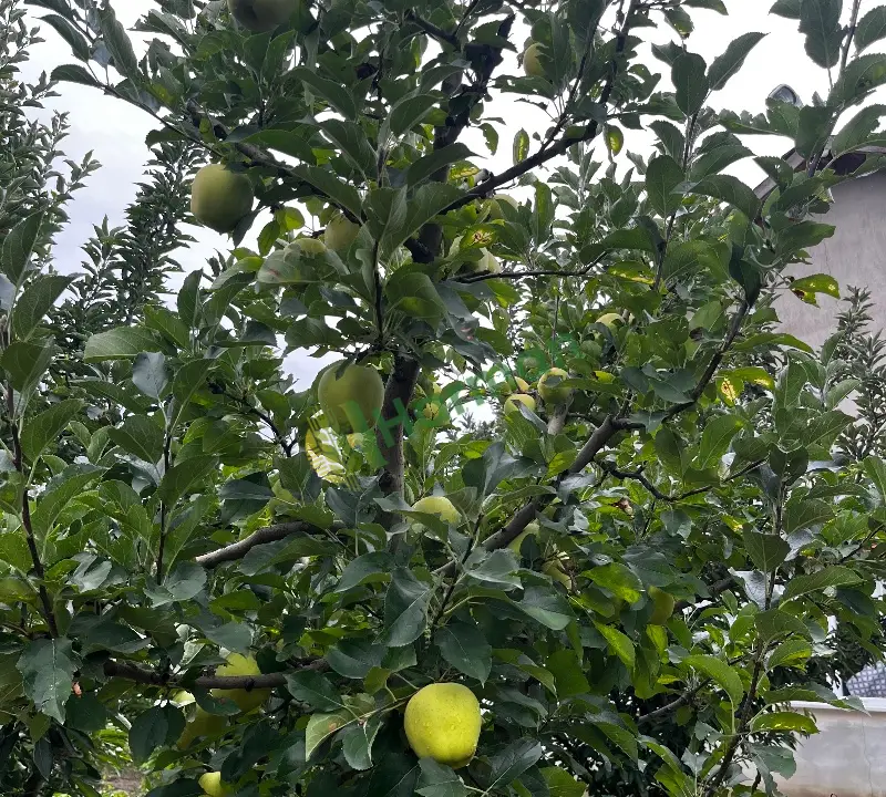 Isparta Eğirdir Elması