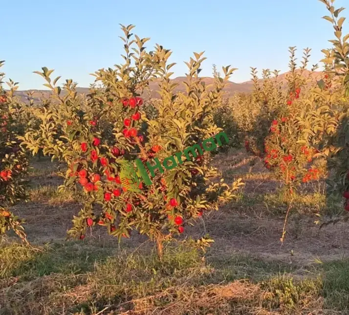 Isparta Elma