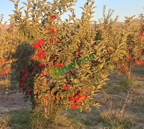 Isparta Elma