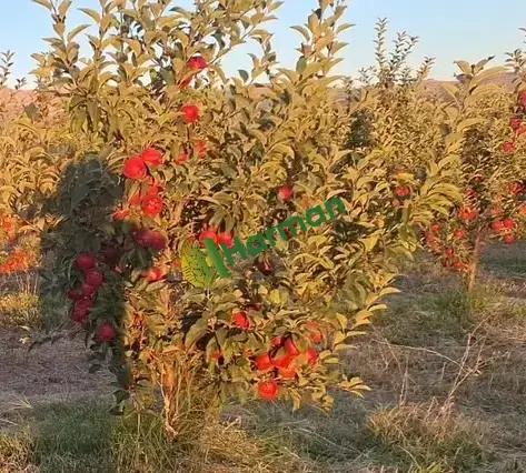 Isparta Elma