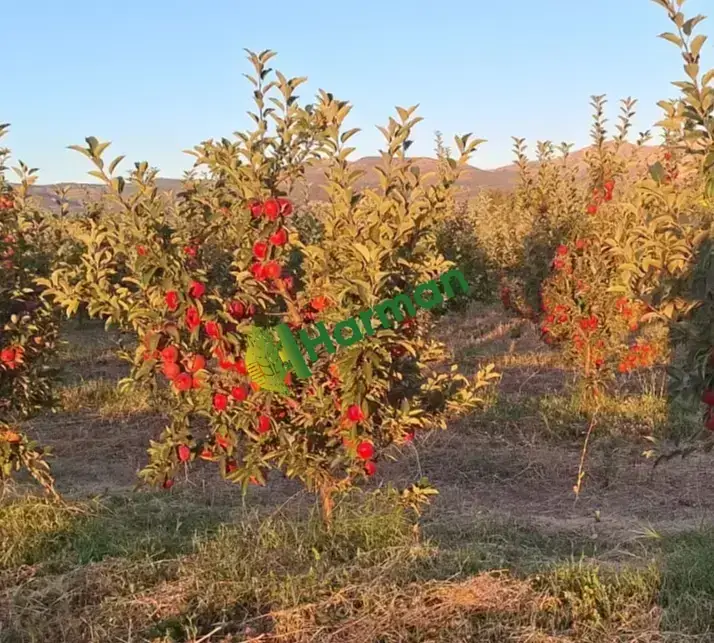 Isparta Elma