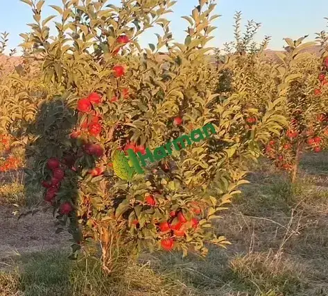 Isparta Elma