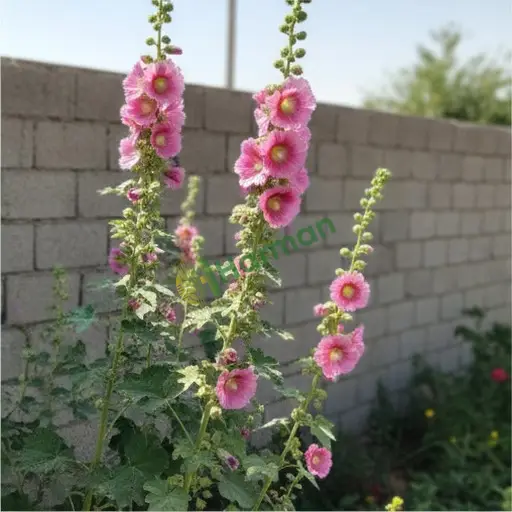 Isparta Keçiborlu'da hatmi çiçeği alıyorum