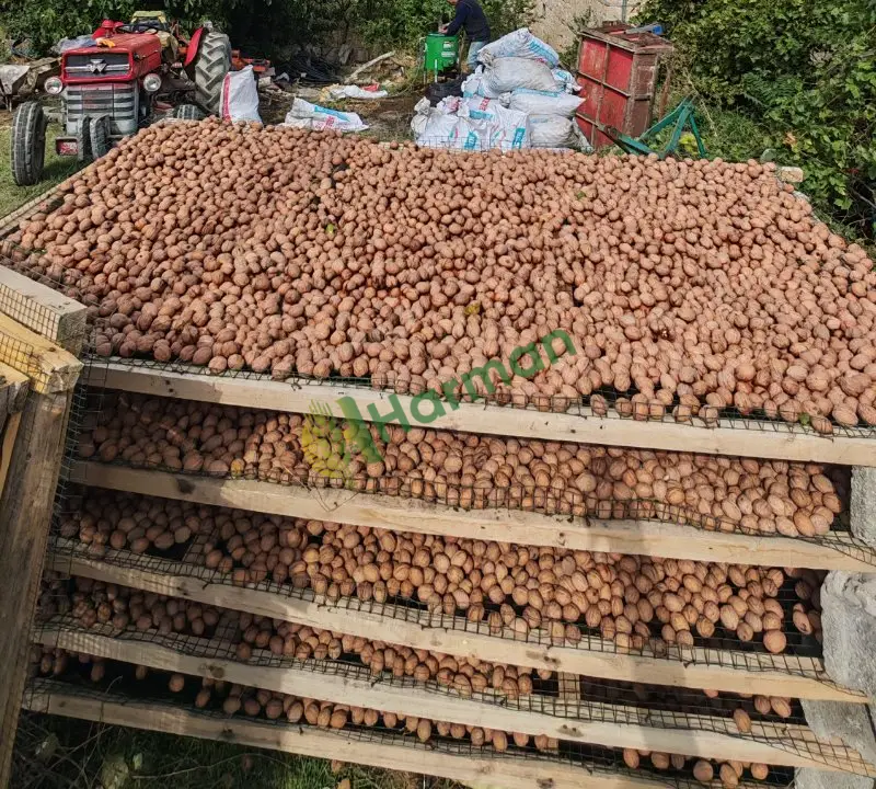 Isparta Koçtepe den Satılık Köy Cevizi
