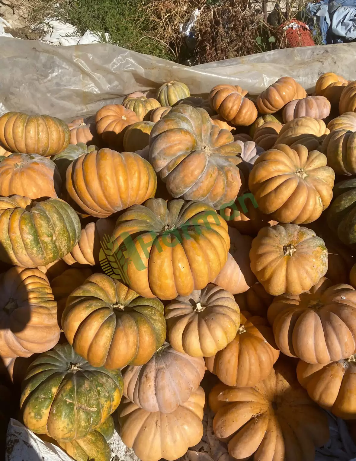 Isparta Merkez Satılık Bal Kabağı – Toplu Miktar