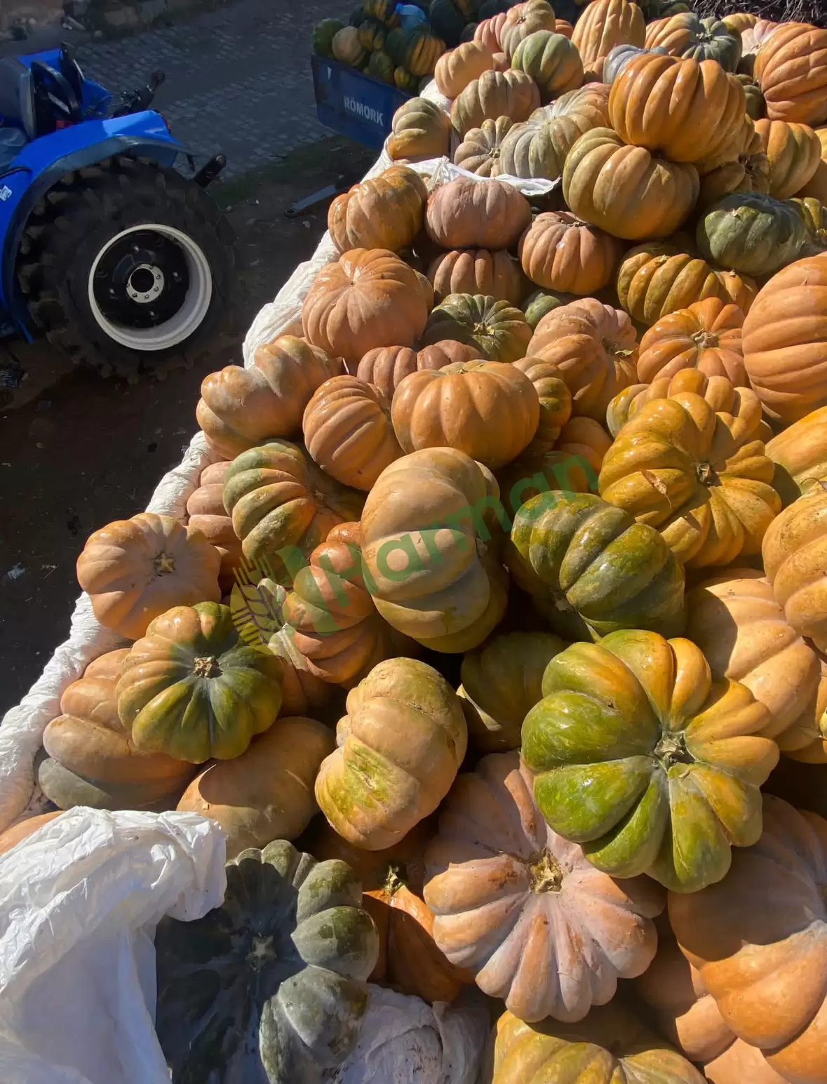 Isparta Merkez Satılık Bal Kabağı – Toplu Miktar