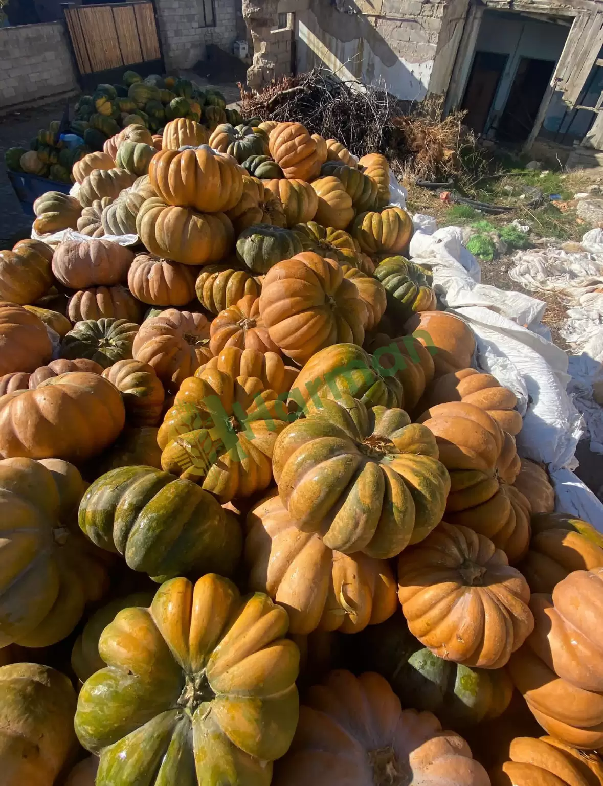 Isparta Merkez Satılık Bal Kabağı – Toplu Miktar