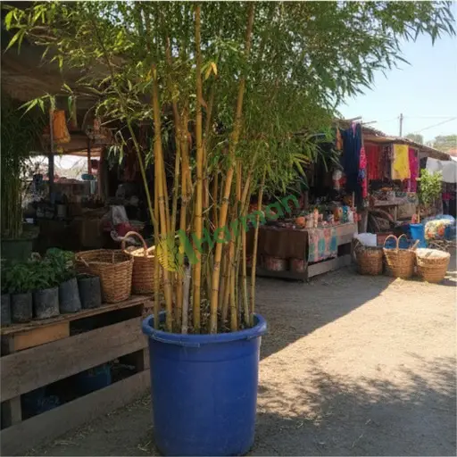 Isparta Senirkent'te sarı bambu alıyorum