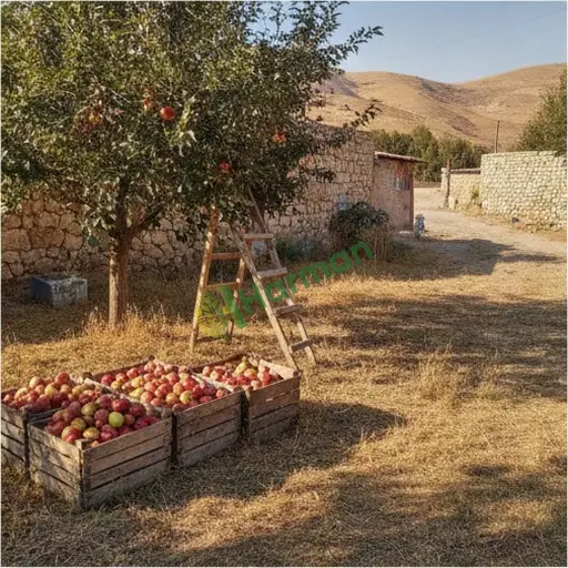 Isparta Yenişarbademli elma alıcısıyım