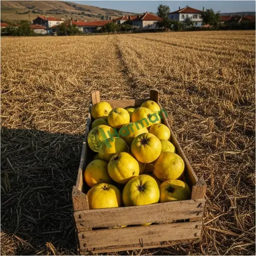İstanbul Pendik ayva alınır