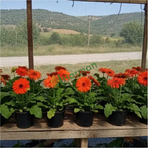 İstanbul Sancaktepe'de gerbera satıyorum