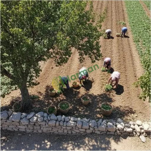 İstanbul Gaziosmanpaşa'da hasat işçisi lazım