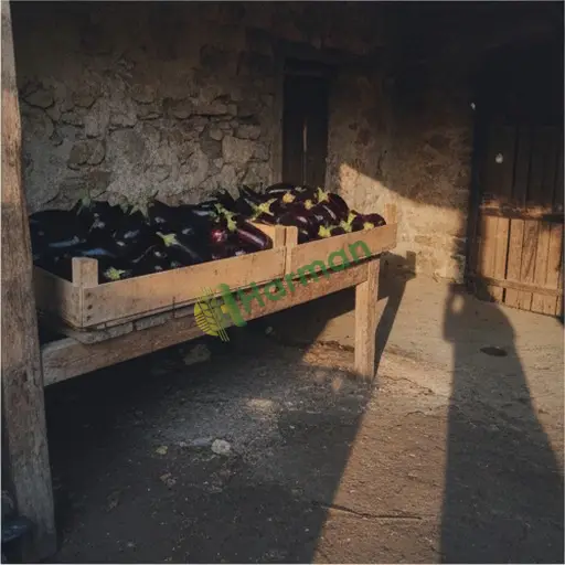 İstanbul Bakırköy'de patlıcan satılık