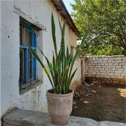 İstanbul Sultangazi'de Sansevieria Satılık