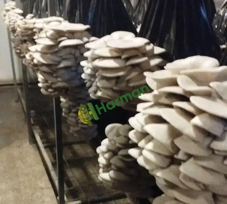 İSTİRİDYE MANTAR KOMPOSTU | 10 KG 150 TL