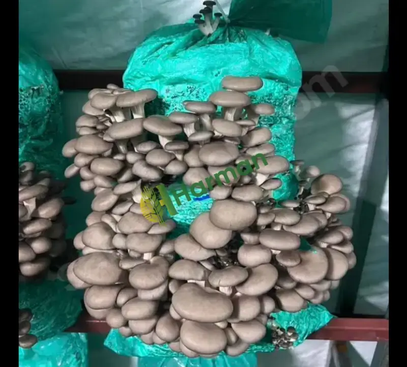 İSTİRİDYE MANTAR KOMPOSTU | 10 KG 150 TL