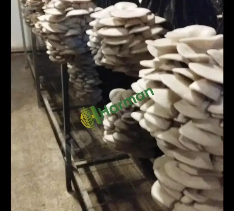 İSTİRİDYE MANTAR KOMPOSTU | 10 KG 150 TL