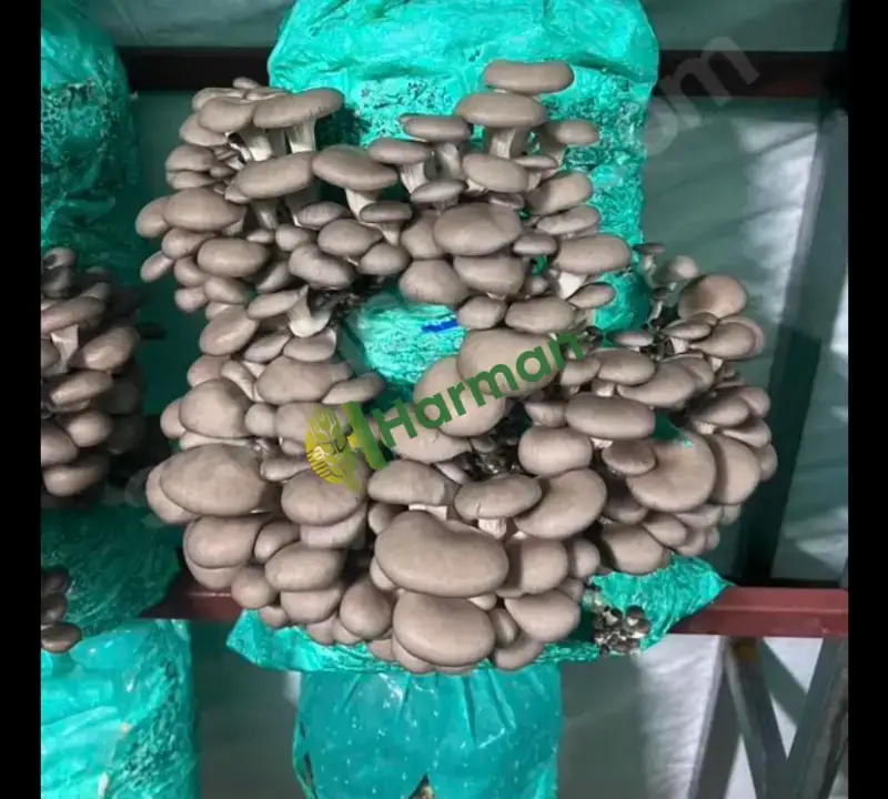 İSTİRİDYE MANTAR KOMPOSTU | 10 KG 150 TL