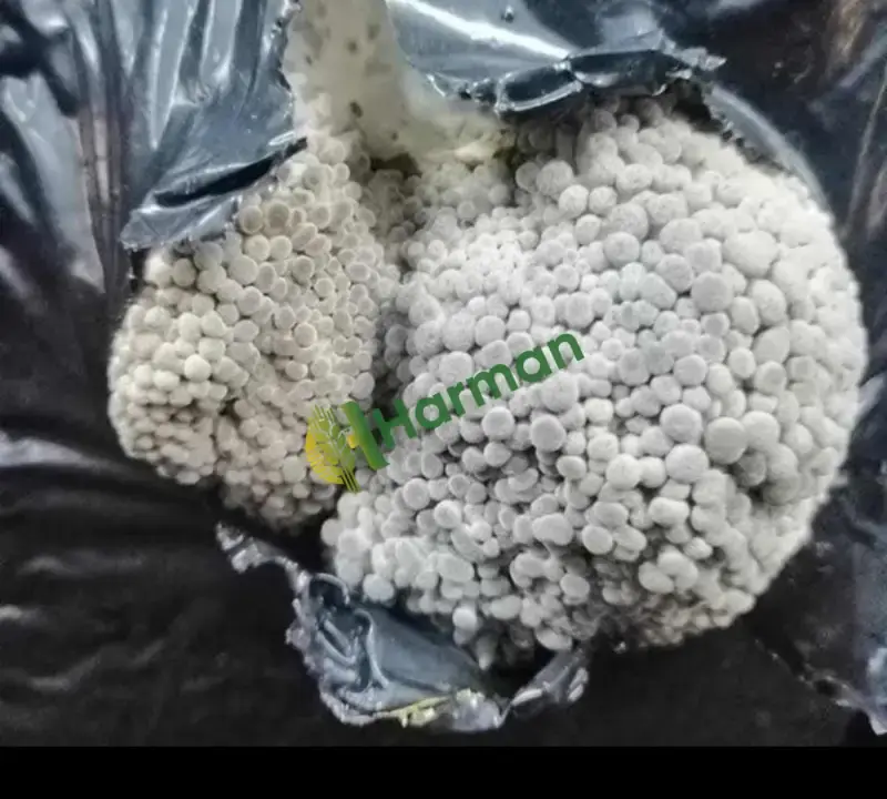 İSTİRİDYE MANTAR KOMPOSTU | 10 KG 150 TL