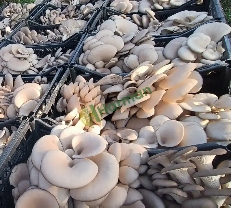 istiridye mantarı taze oyster mushroom Uşak
