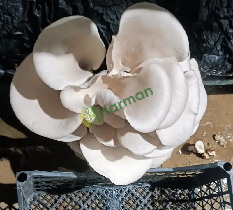 istiridye mantarı taze oyster mushroom Uşak