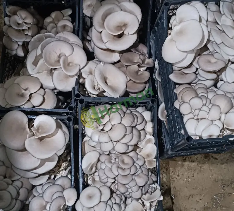 istiridye mantarı taze oyster mushroom Uşak