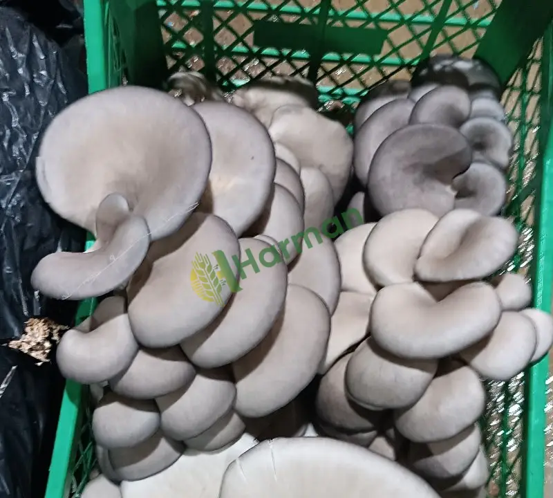istiridye mantarı taze oyster mushroom Uşak
