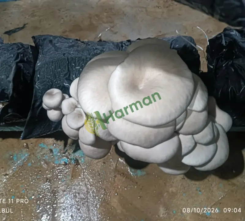 istiridye mantarı taze oyster mushroom Uşak