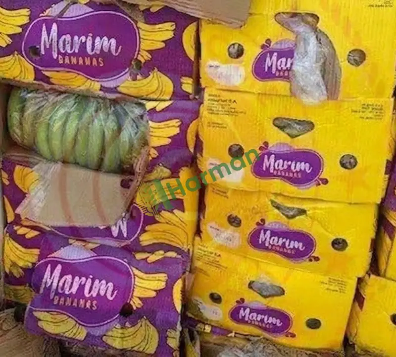 Muz Yerli hal fiyatı