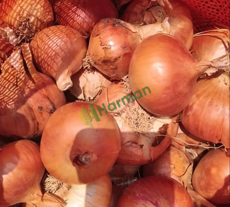 İthal Ürün Soğan