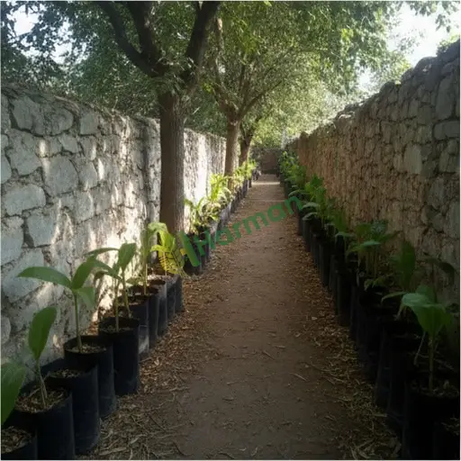İzmir Selçuk'ta bambu fidanı satarım