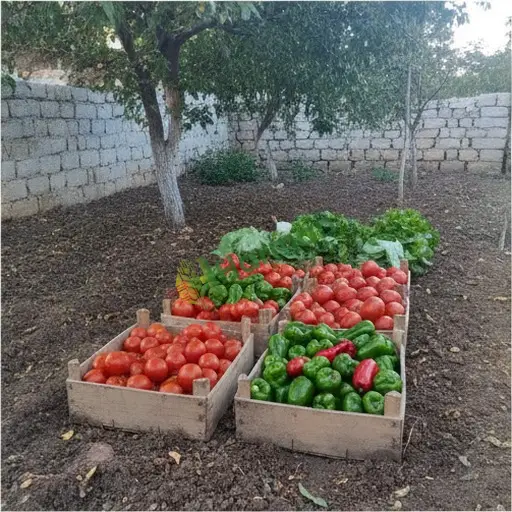 İzmir Torbalı'da organik sebze satılık