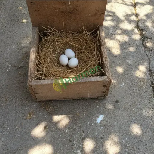 İzmir Çiğli'de güvercin yumurtası satılık
