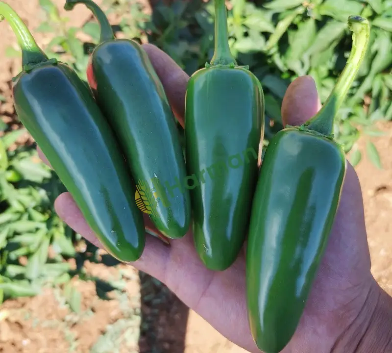 jalapone biber