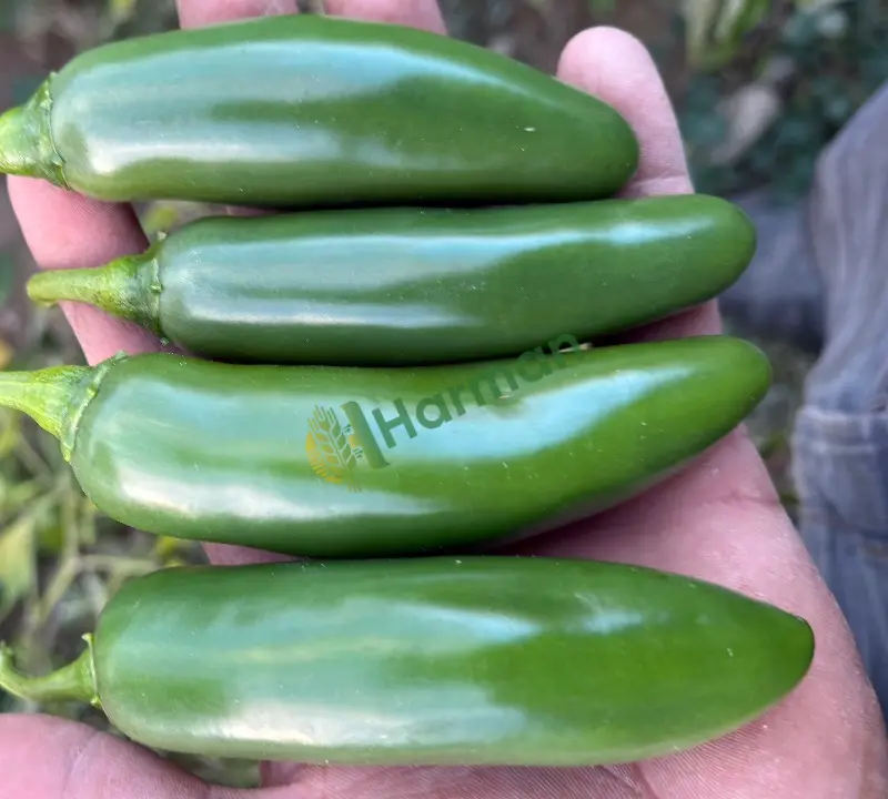 jalapone biber
