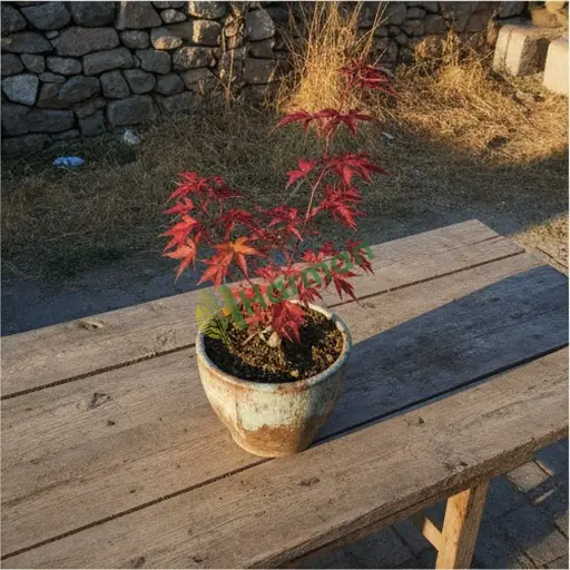 Bursa Mudanya japon akçaağacı yerinden alınır