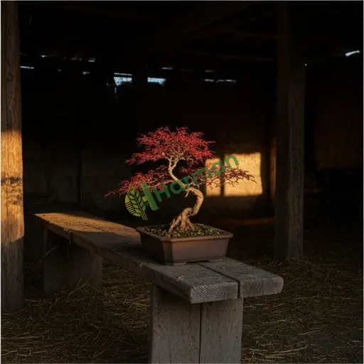 Adıyaman Çelikhan · Aranan Japon Akçaağacı Bonsai