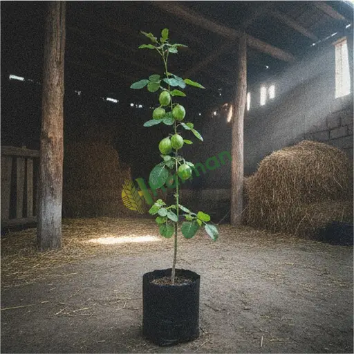 Bartın Amasra'da jatropha alınacak