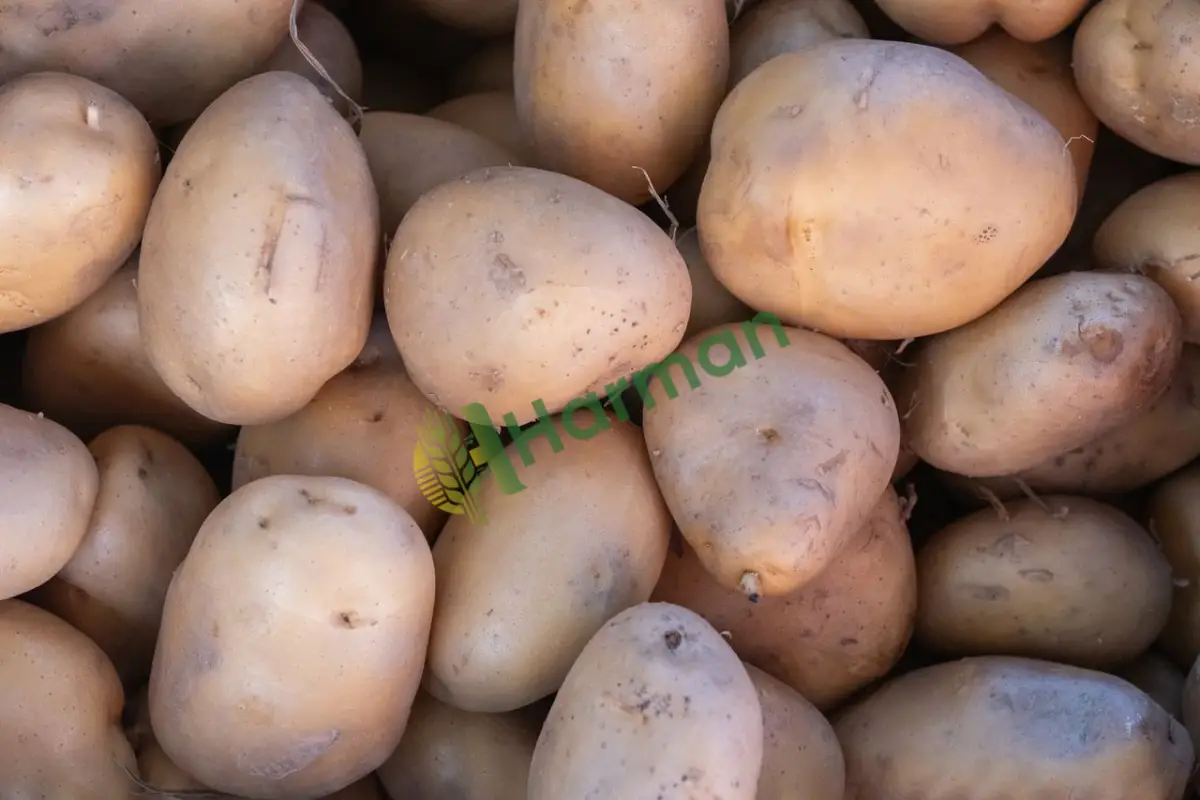 Jelly patates, sarı etli kızartmalık mal - Bayburt Demirözü