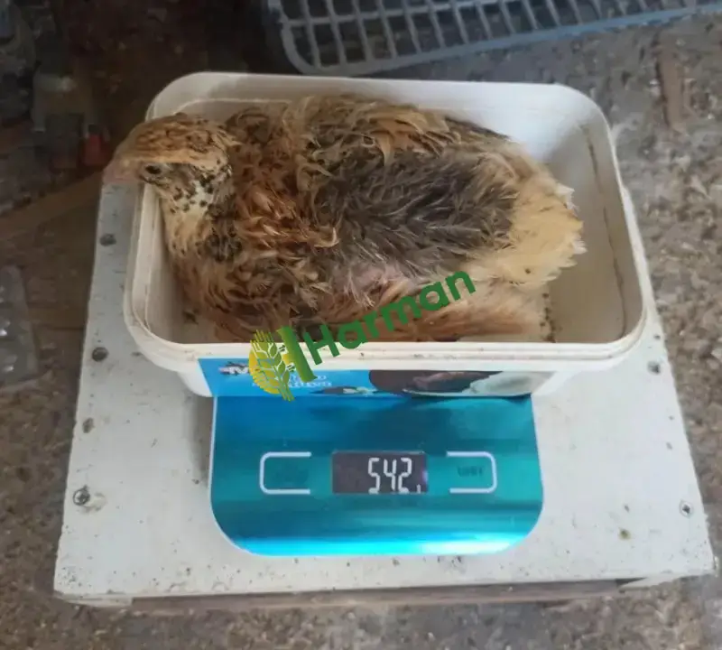 Jumbo bıldırcını