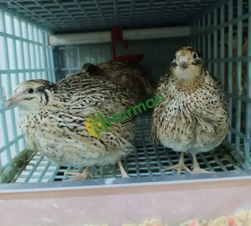 Jumbo bıldırcını