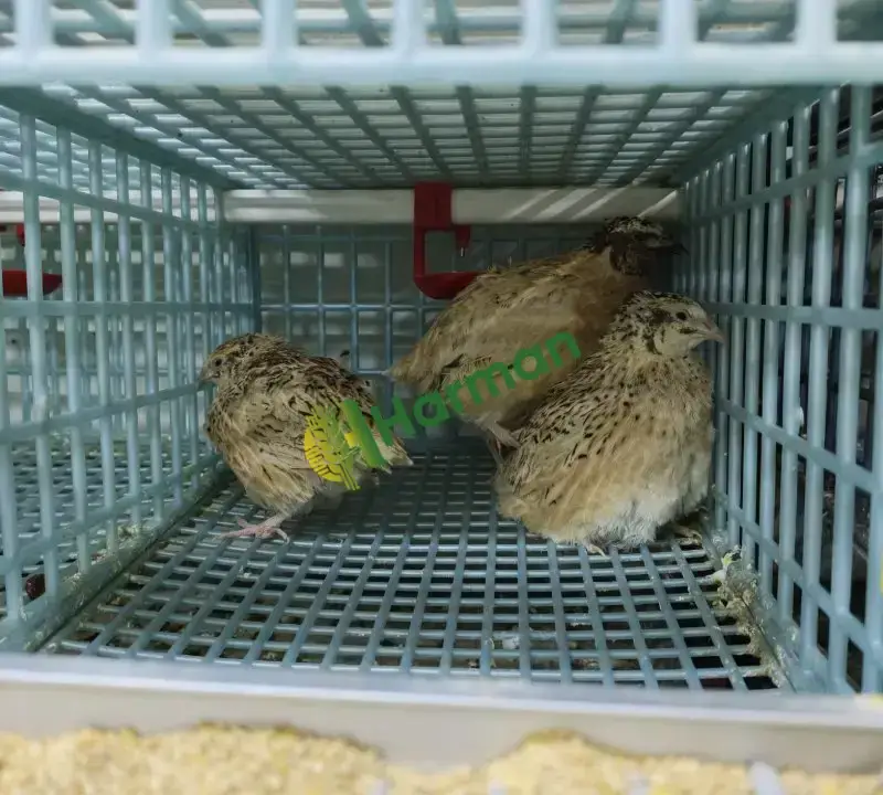 Jumbo bıldırcını