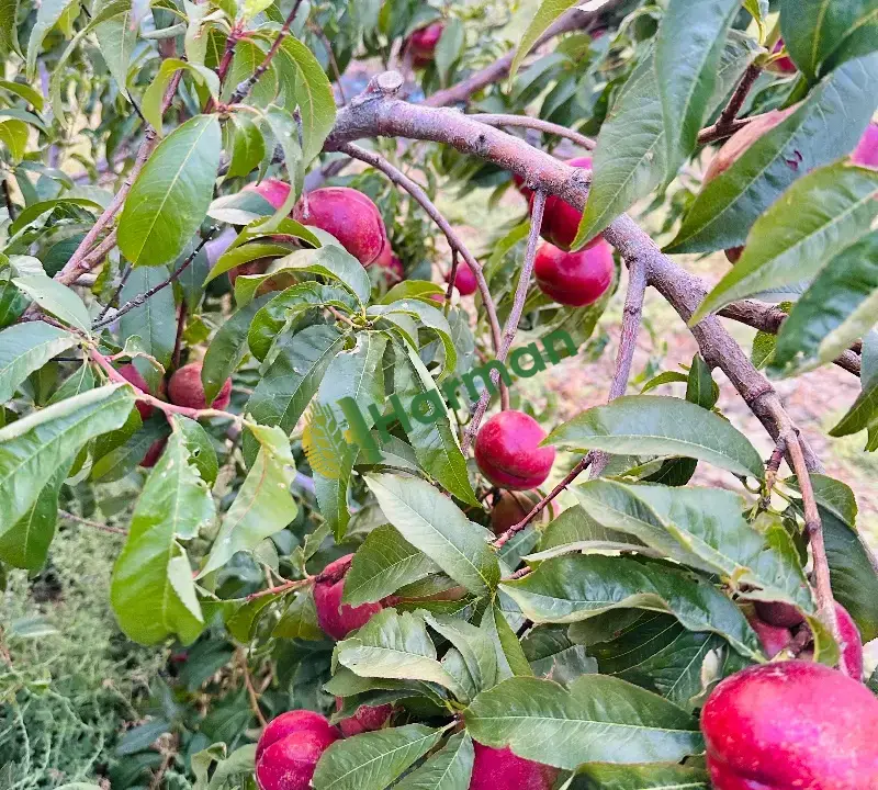 Kabala satılık nektari