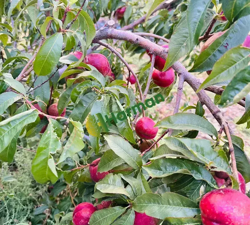 Nektarin hal fiyatı