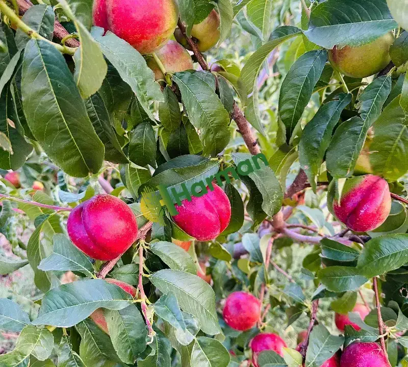 Kabala satılık nektari
