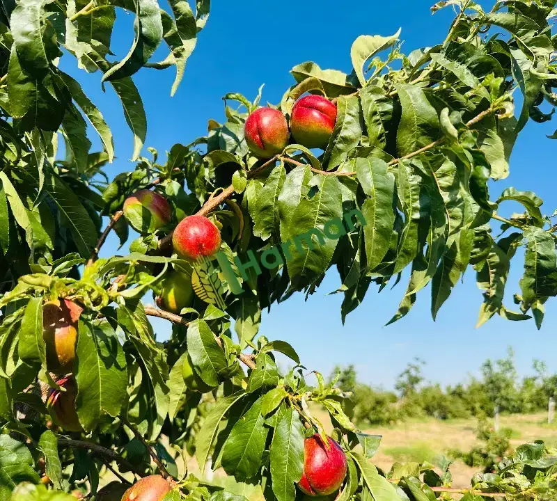 Nektarin hal fiyatı