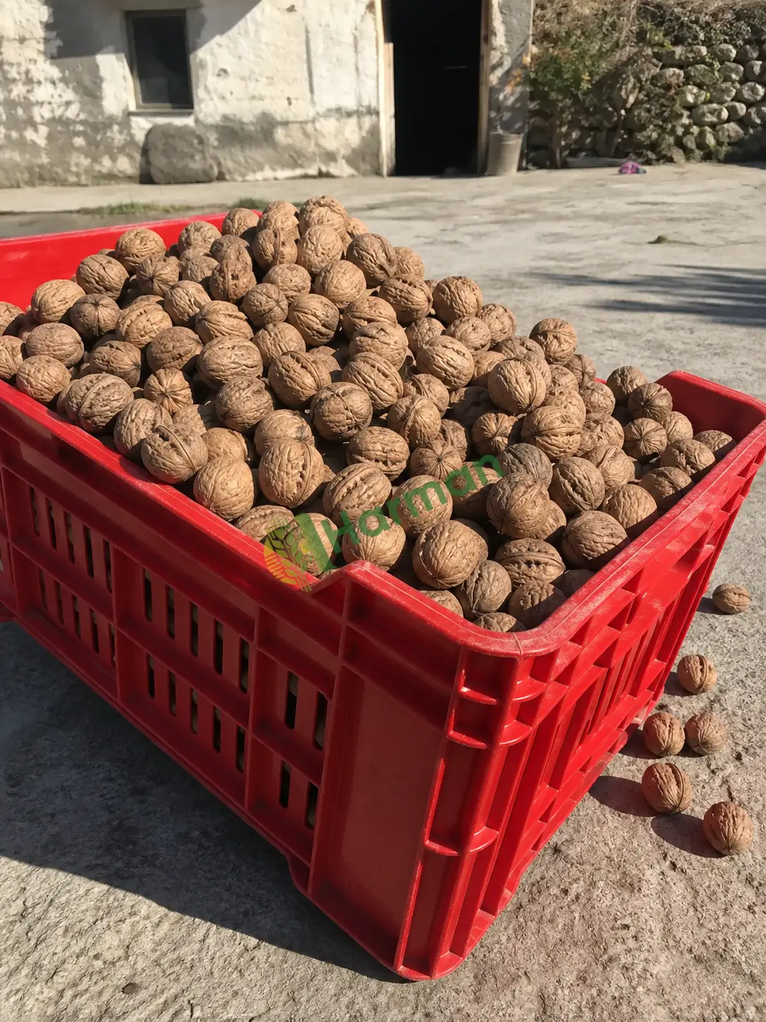 Kabuklu ceviz aranıyor