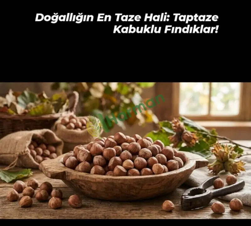 Kabuklu fındık