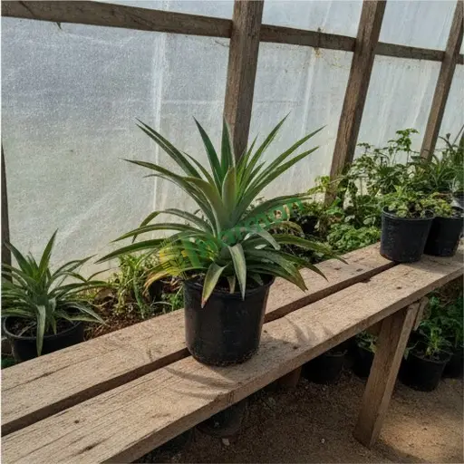 Kahramanmaraş Göksun'da ananas bitkisi alıyorum